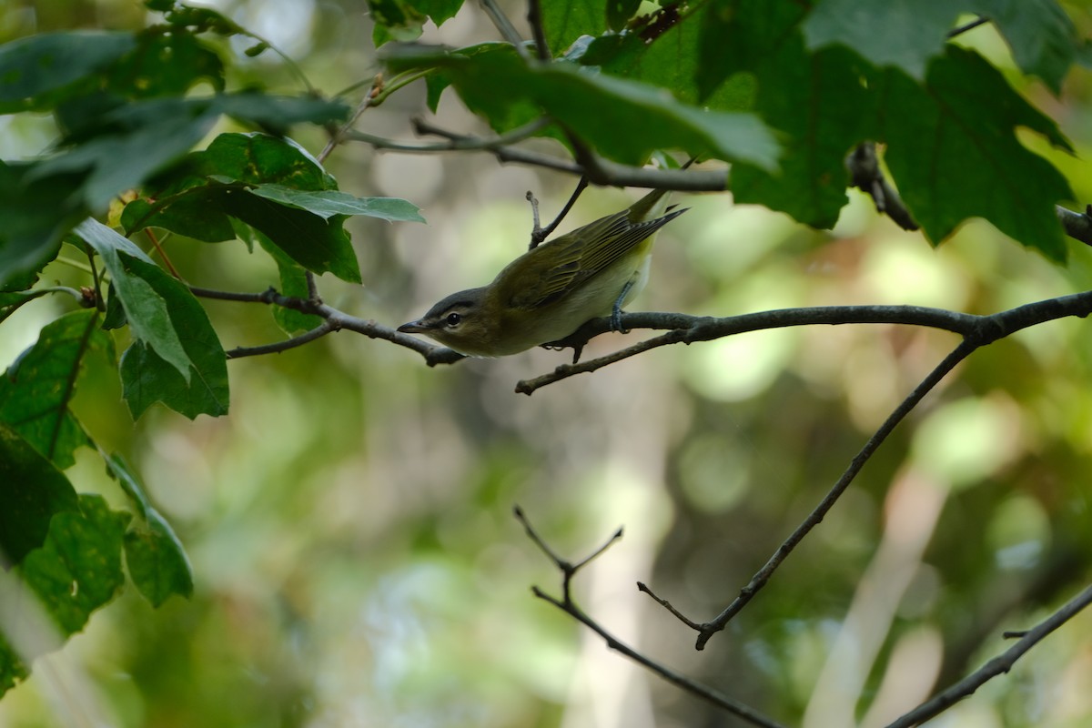 Red-eyed Vireo - ML642311188