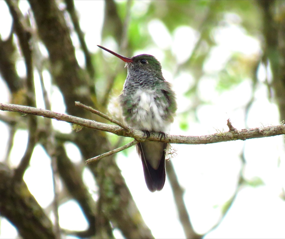Glittering-throated Emerald - ML642311195