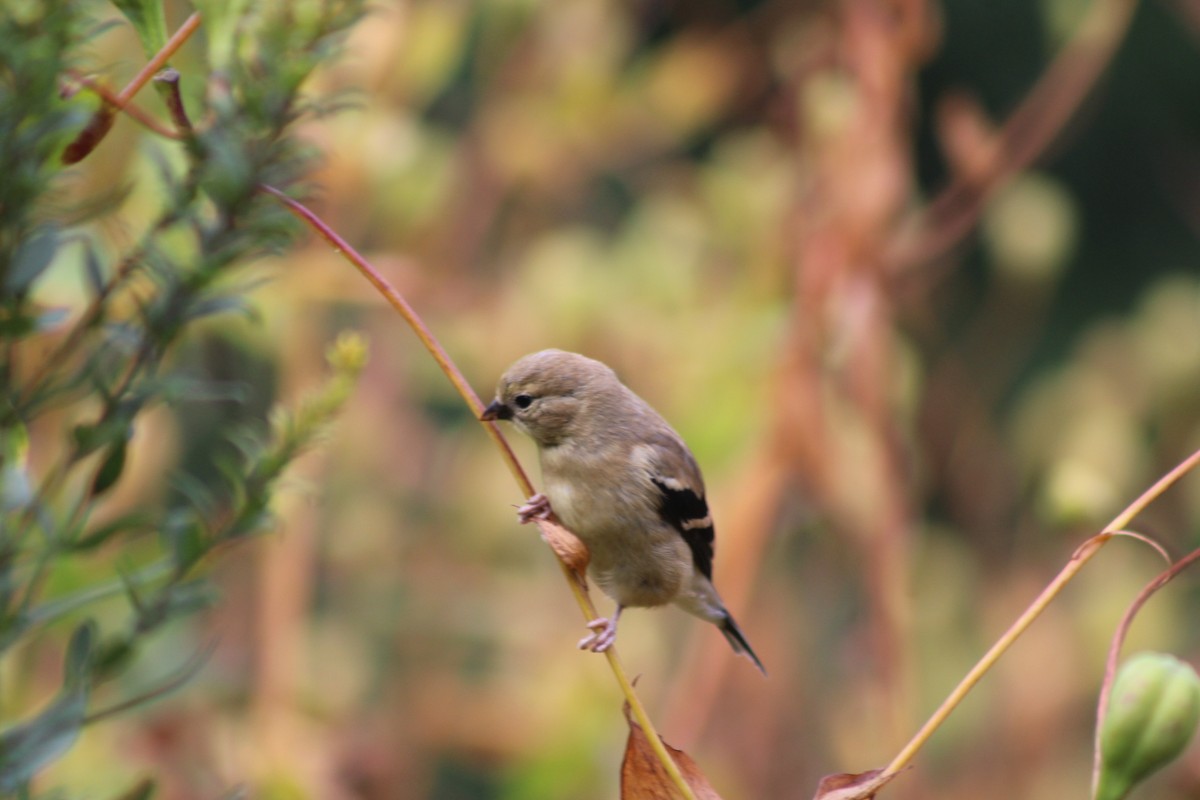 American Goldfinch - ML642311199