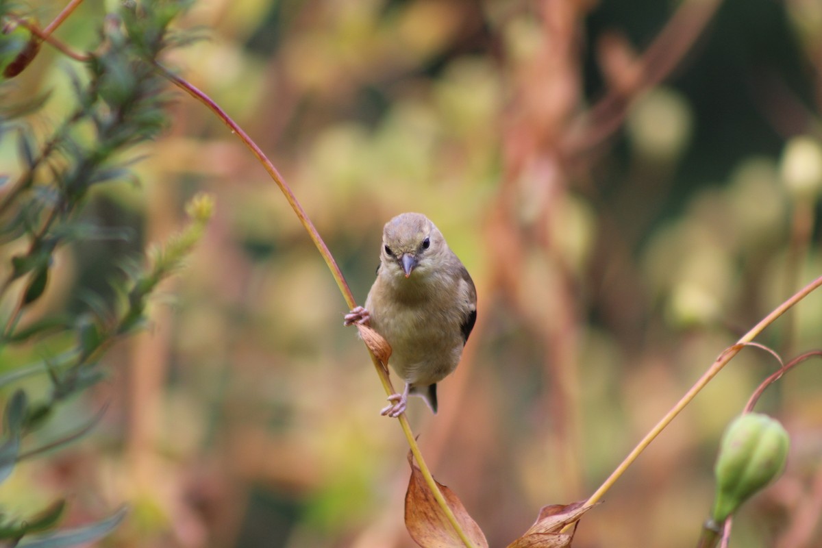 American Goldfinch - ML642311200