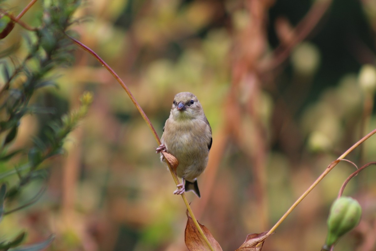 American Goldfinch - ML642311201