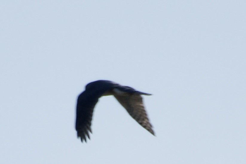 Northern Harrier - ML642311204