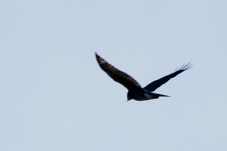 Northern Harrier - ML642311205