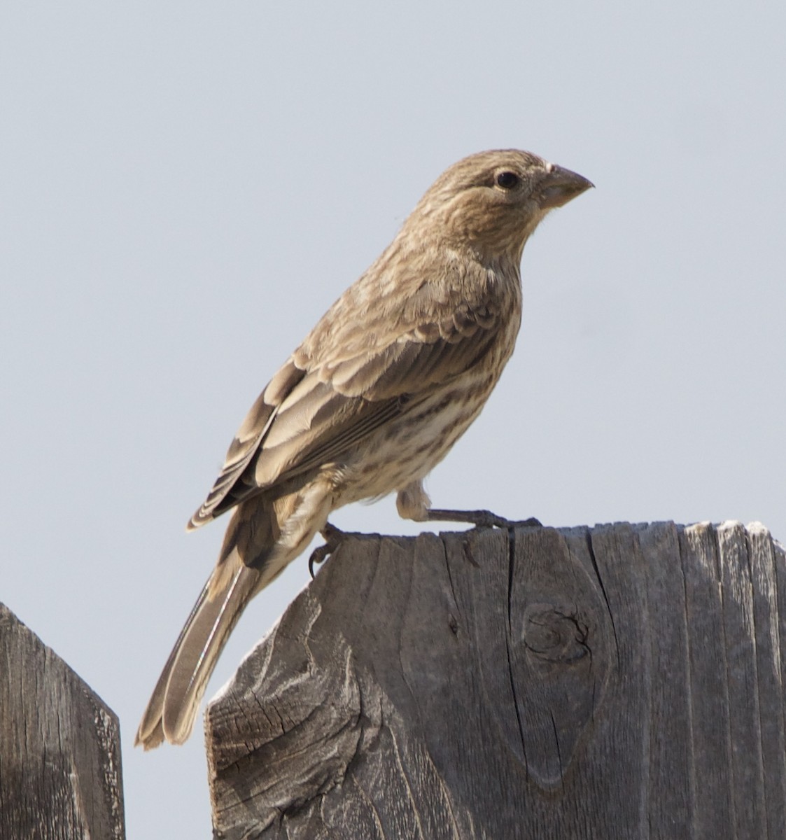 House Finch - ML642311211