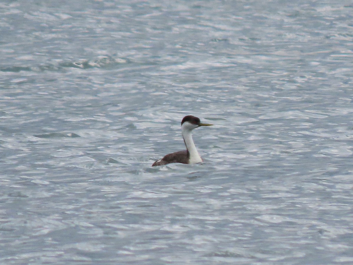 Western Grebe - ML642311215