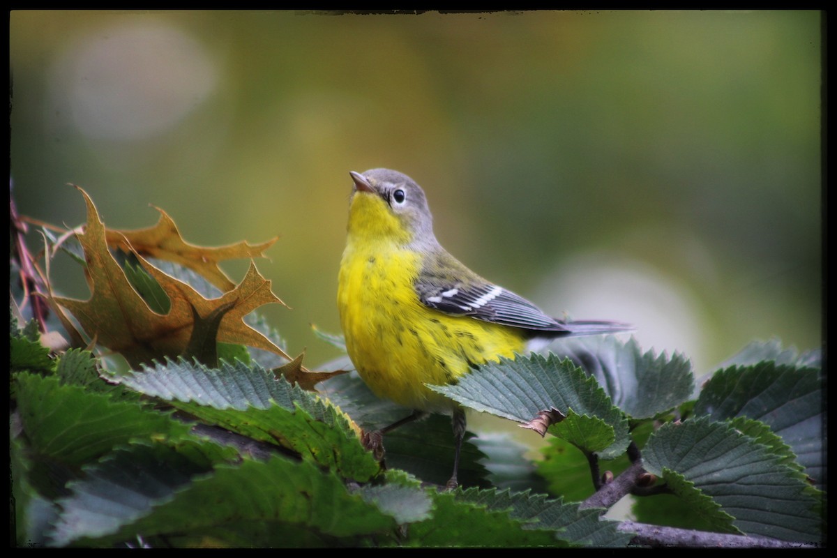 Magnolia Warbler - ML642311219