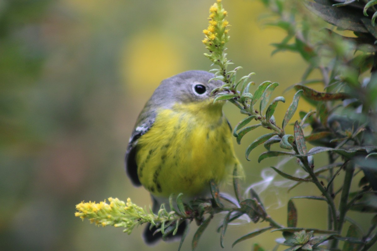 Magnolia Warbler - ML642311220