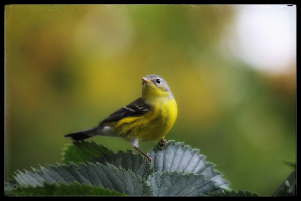 Magnolia Warbler - ML642311221