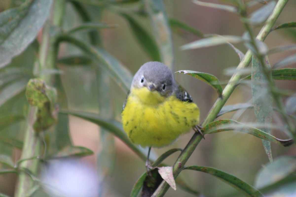 Magnolia Warbler - ML642311222