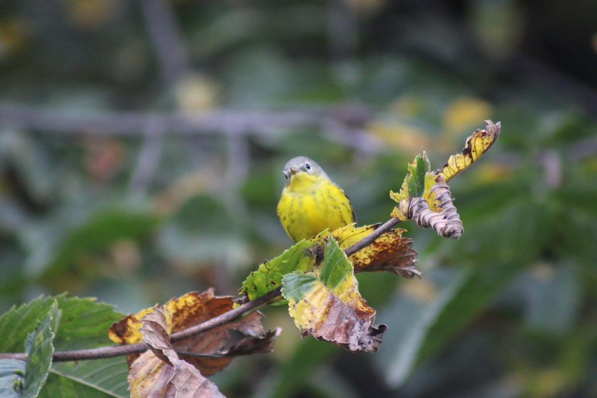 Magnolia Warbler - ML642311223
