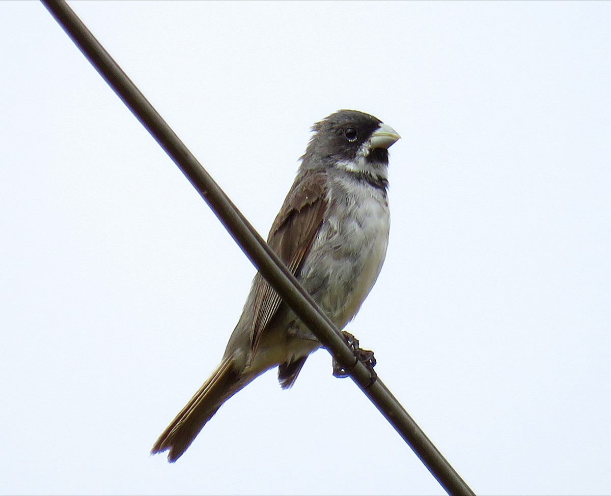 Double-collared Seedeater - ML642311227