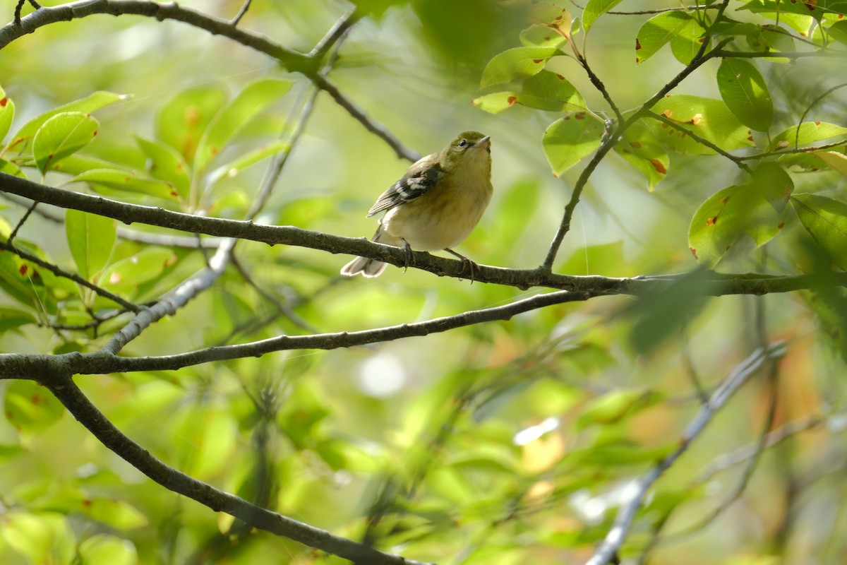 Bay-breasted Warbler - ML642311236