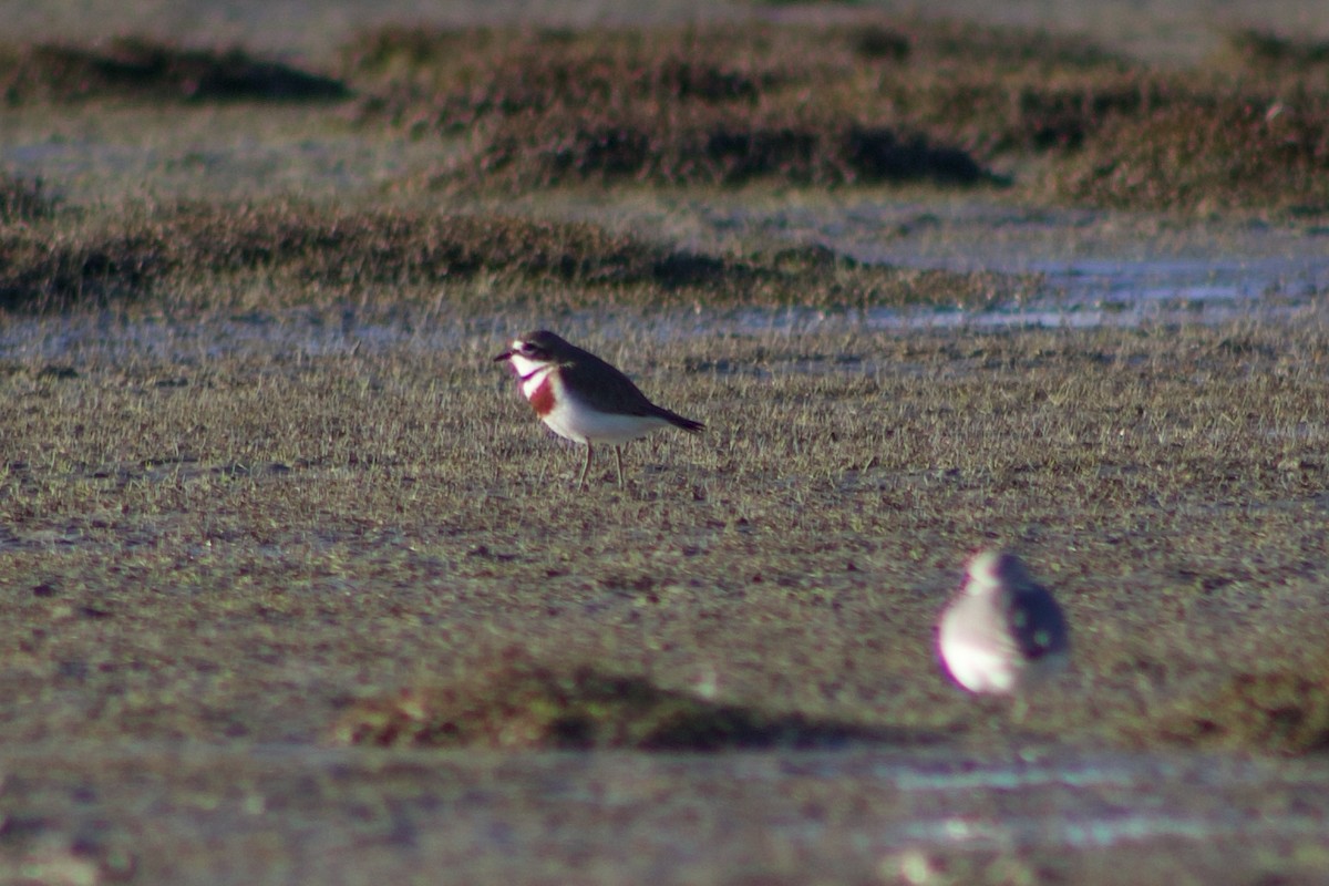 Double-banded Plover - ML642311237