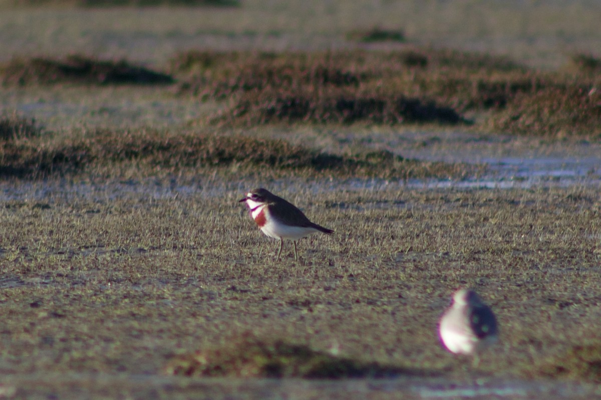 Double-banded Plover - ML642311238