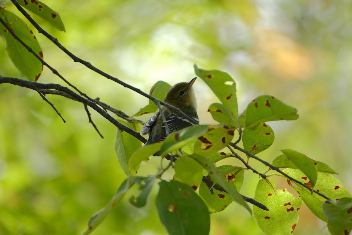 Bay-breasted Warbler - ML642311242