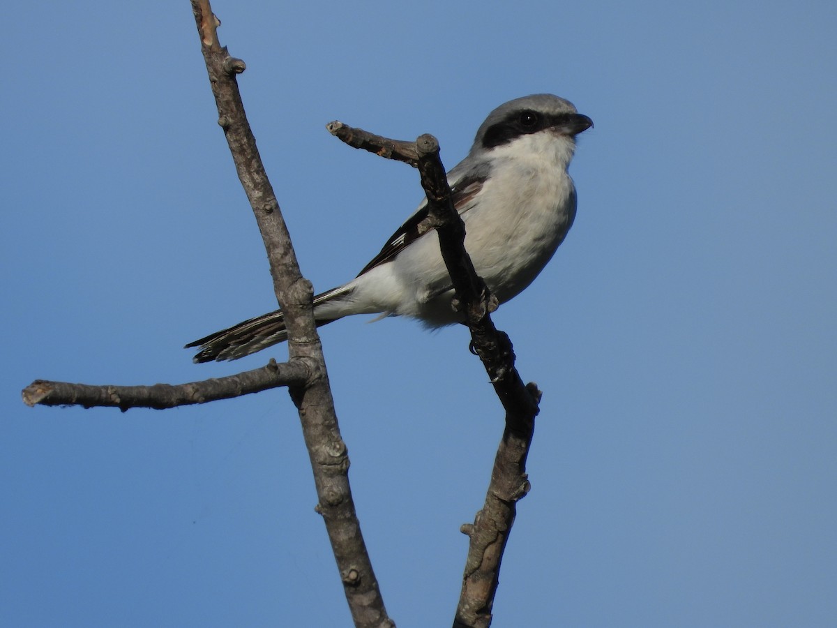 Pie-grièche migratrice - ML642311247