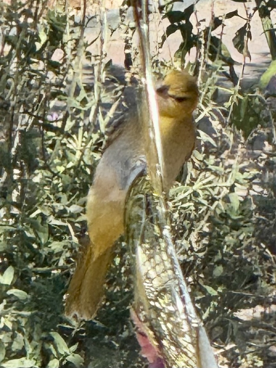 Bullock's Oriole - ML642311249