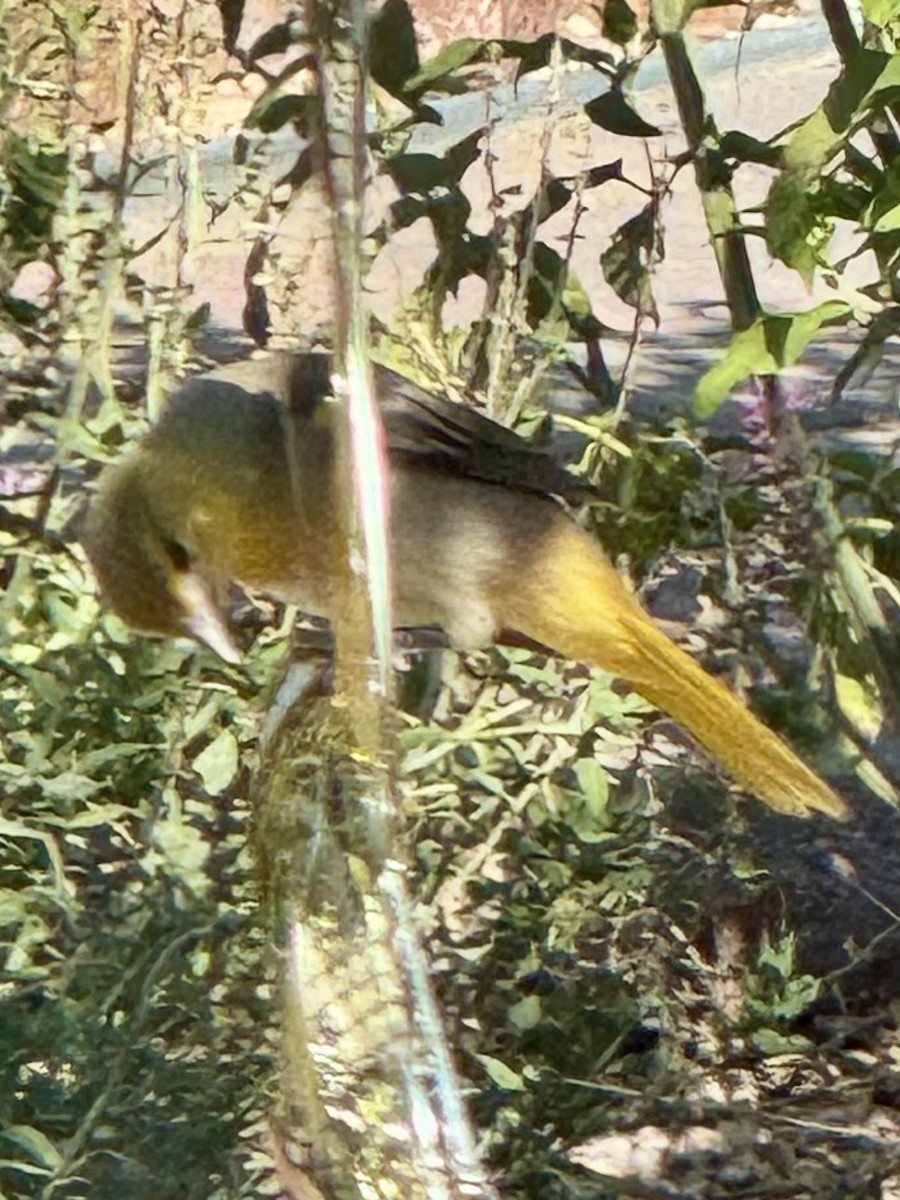 Bullock's Oriole - ML642311251