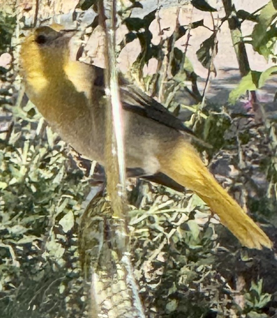 Bullock's Oriole - ML642311252
