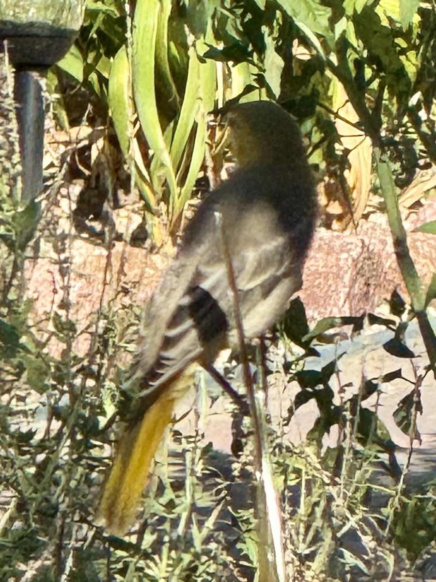 Bullock's Oriole - ML642311253