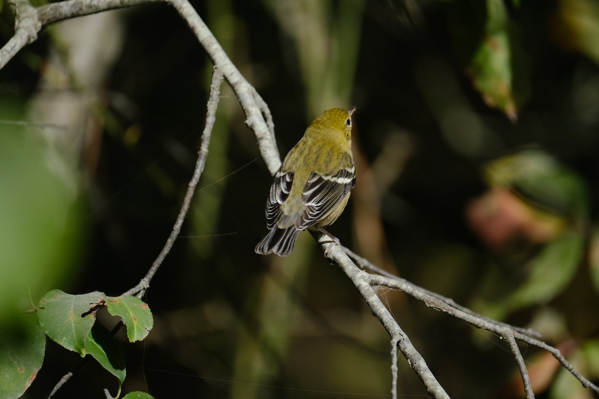 Bay-breasted Warbler - ML642311255