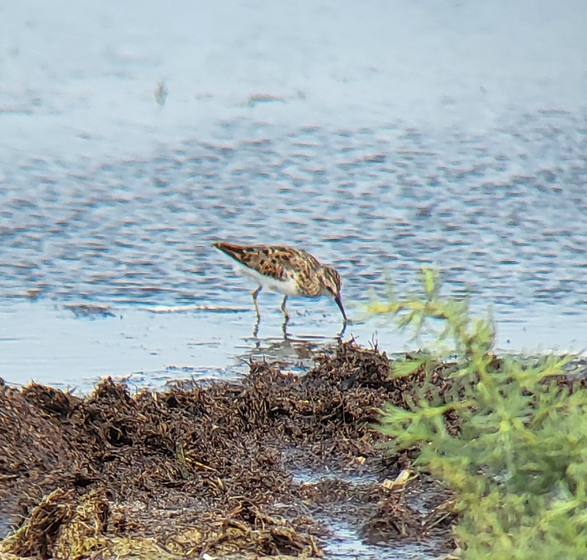 Least Sandpiper - ML642311256