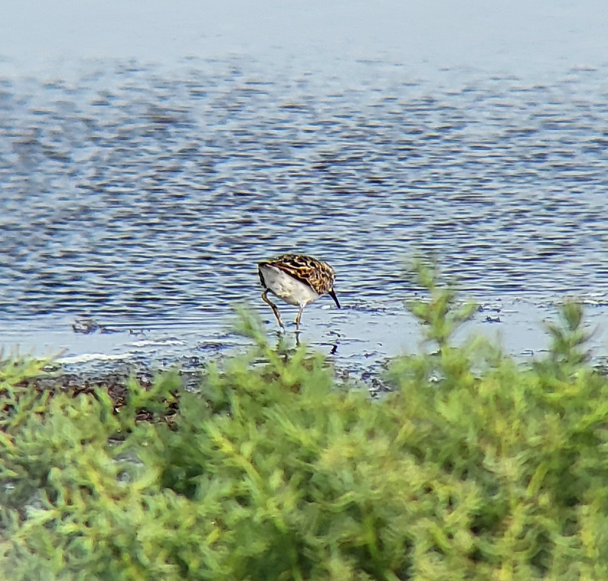 Least Sandpiper - ML642311260