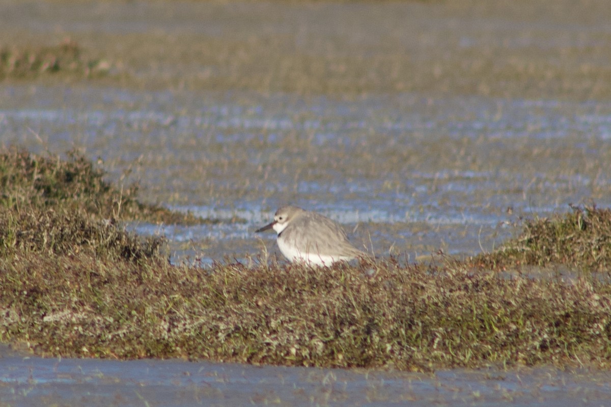 Wrybill - ML642311267