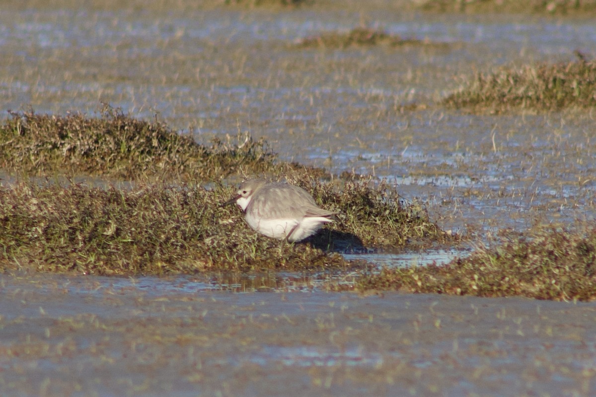 Wrybill - ML642311268
