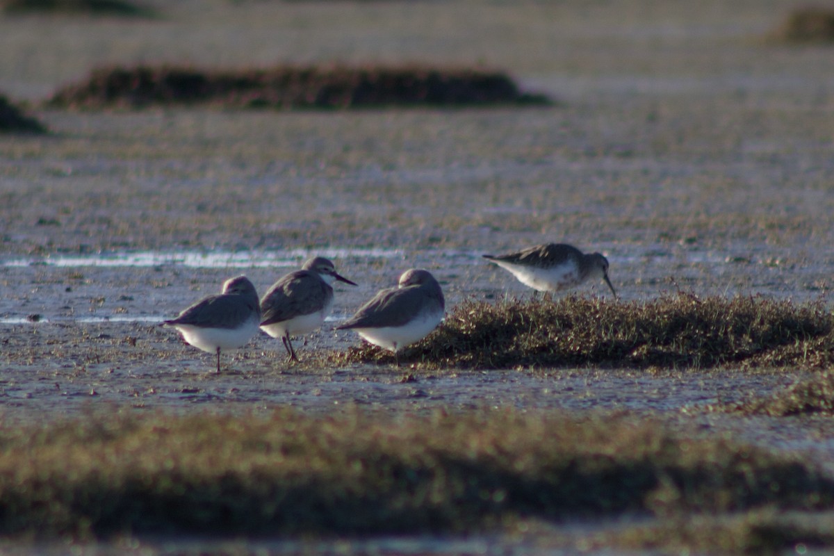 Wrybill - ML642311269