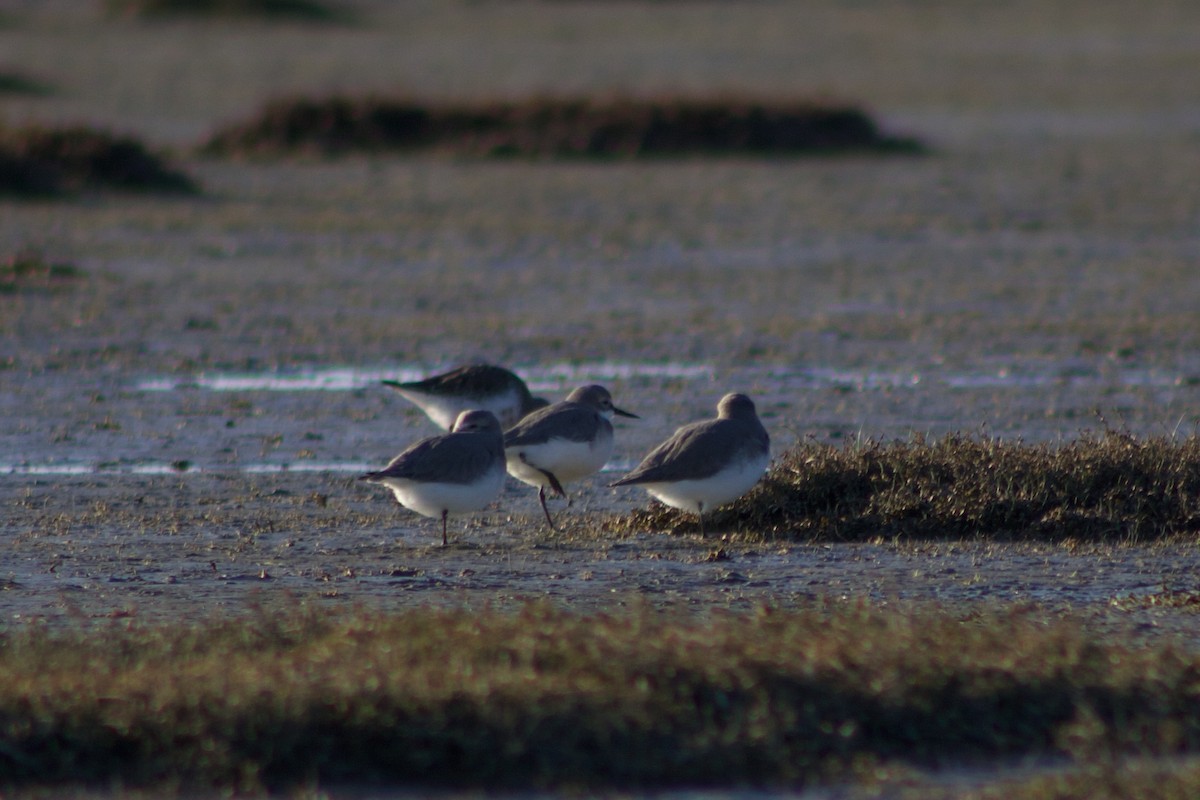 Wrybill - ML642311270