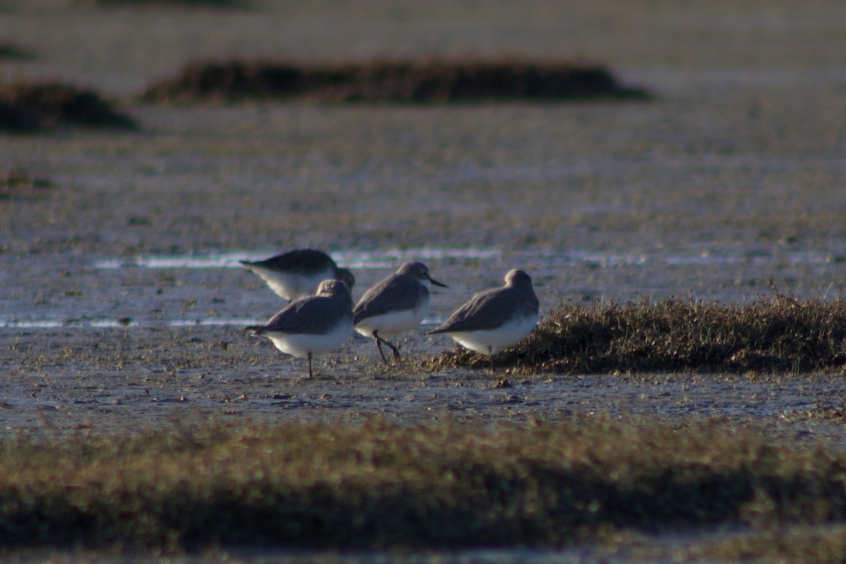 Wrybill - ML642311272