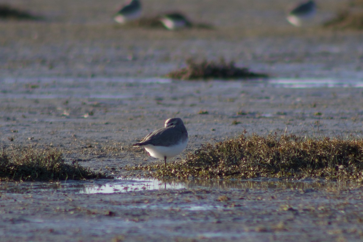 Wrybill - ML642311273