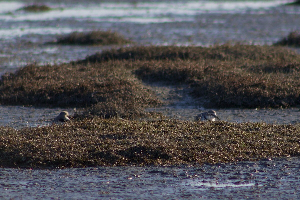 Wrybill - ML642311274