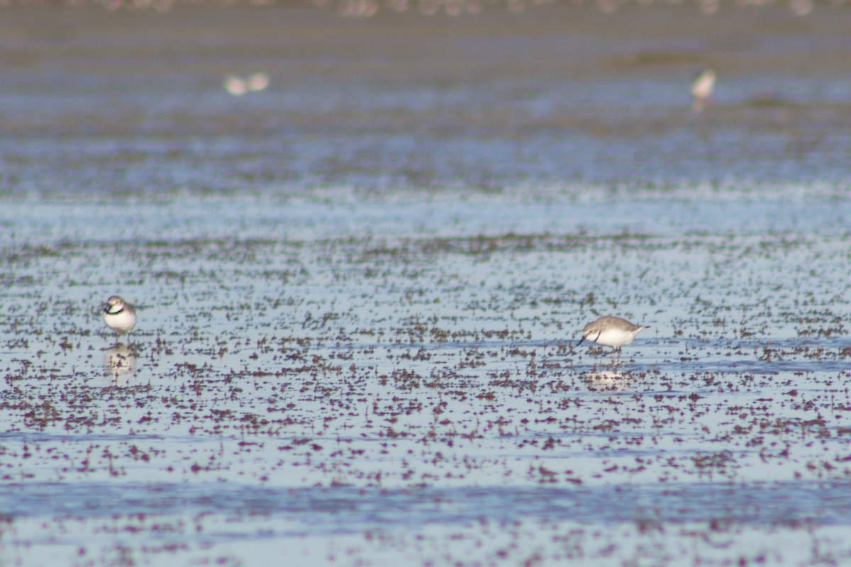 Wrybill - ML642311275