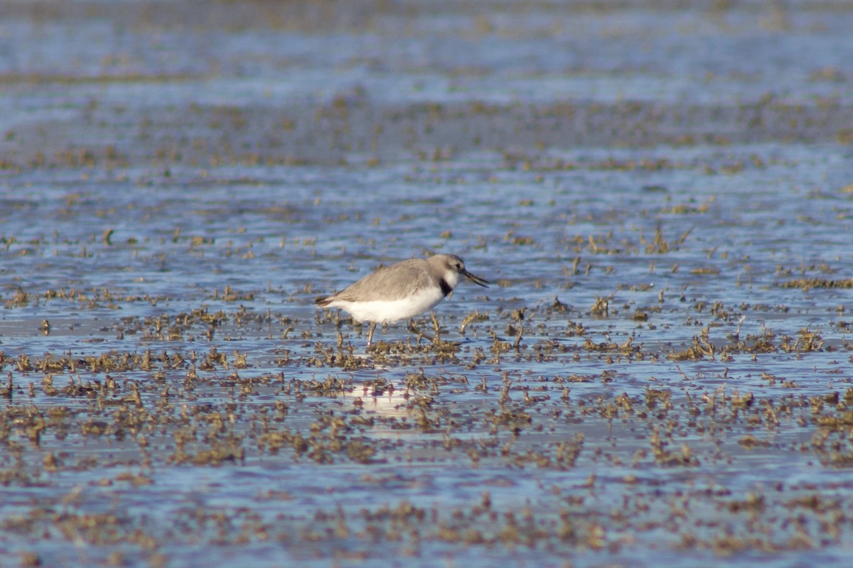 Wrybill - ML642311276