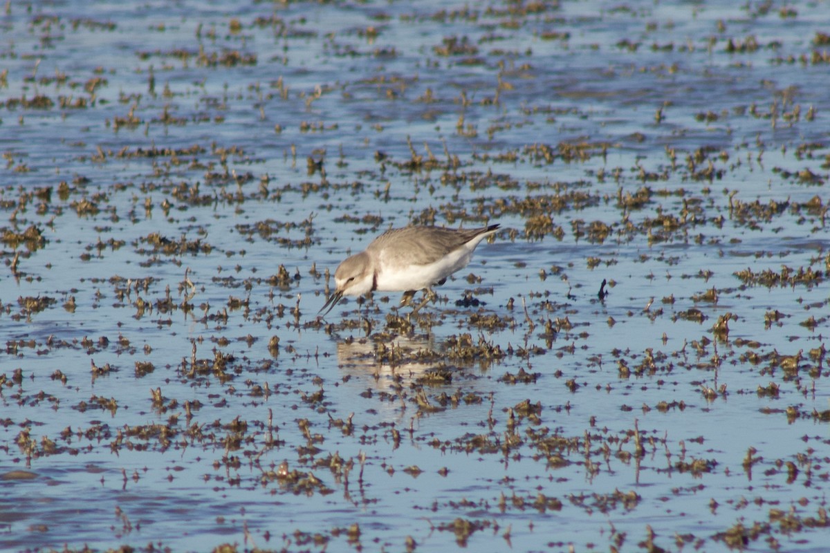 Wrybill - ML642311277