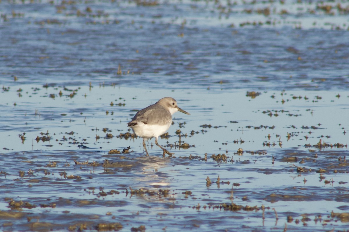 Wrybill - ML642311278