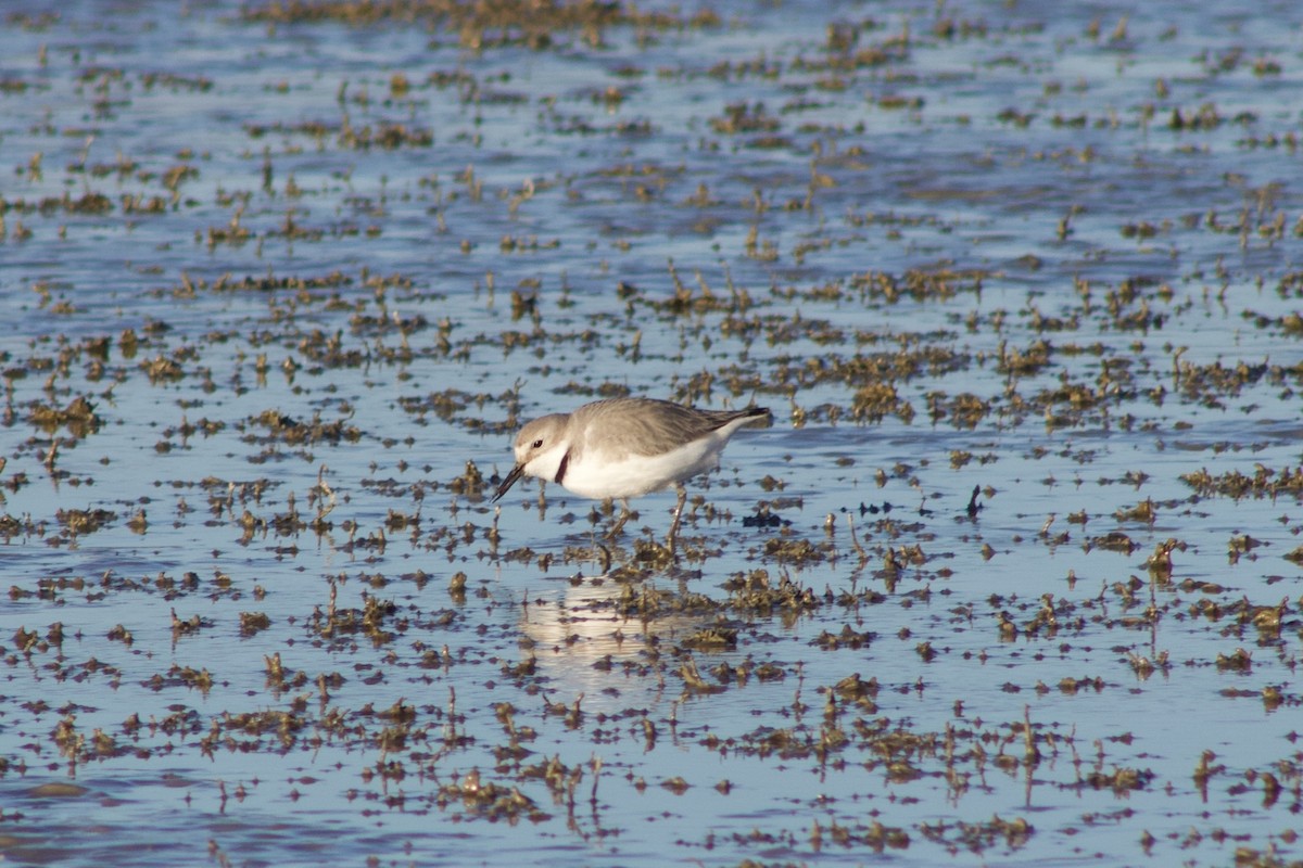 Wrybill - ML642311279