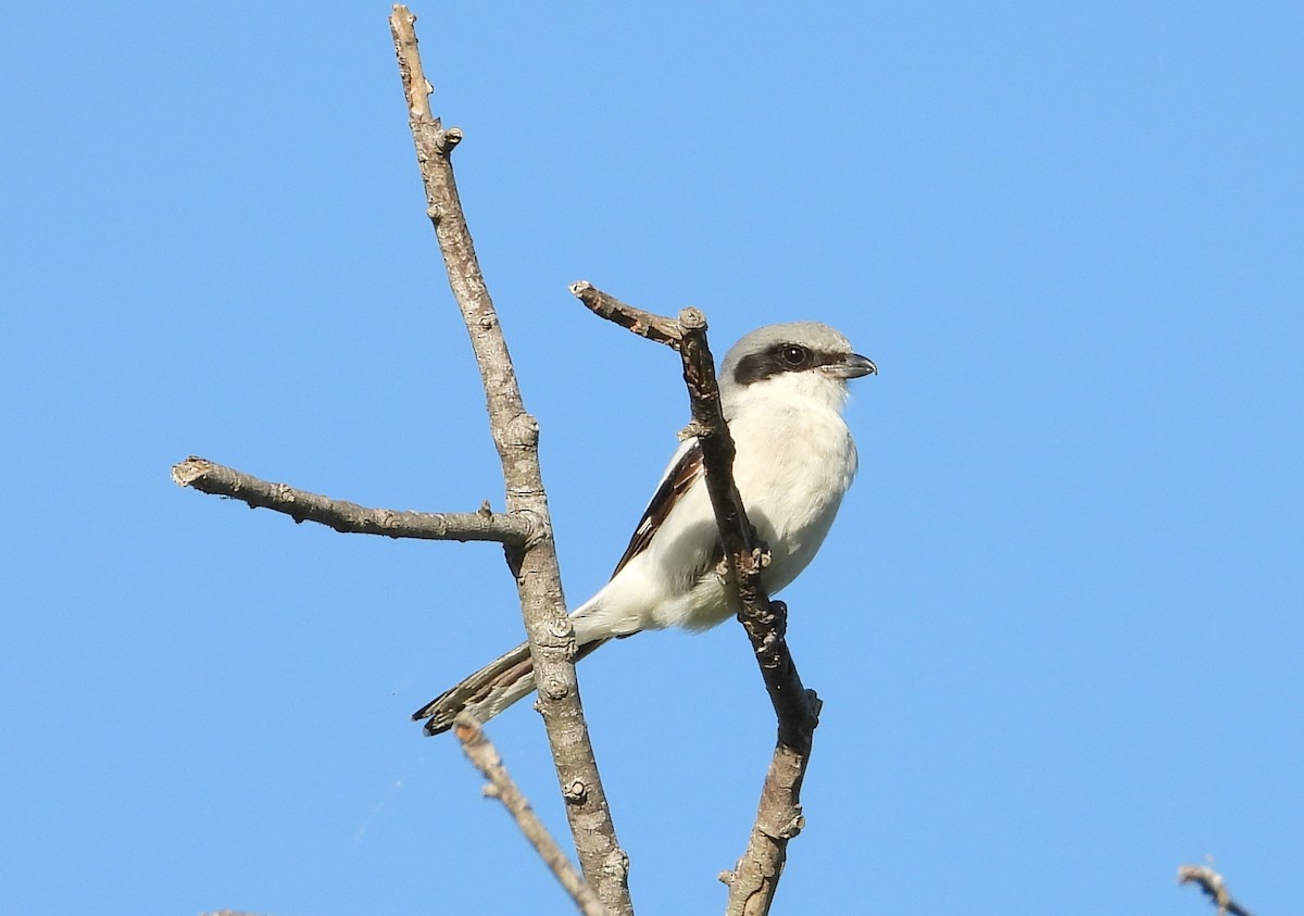 Pie-grièche migratrice - ML642311280