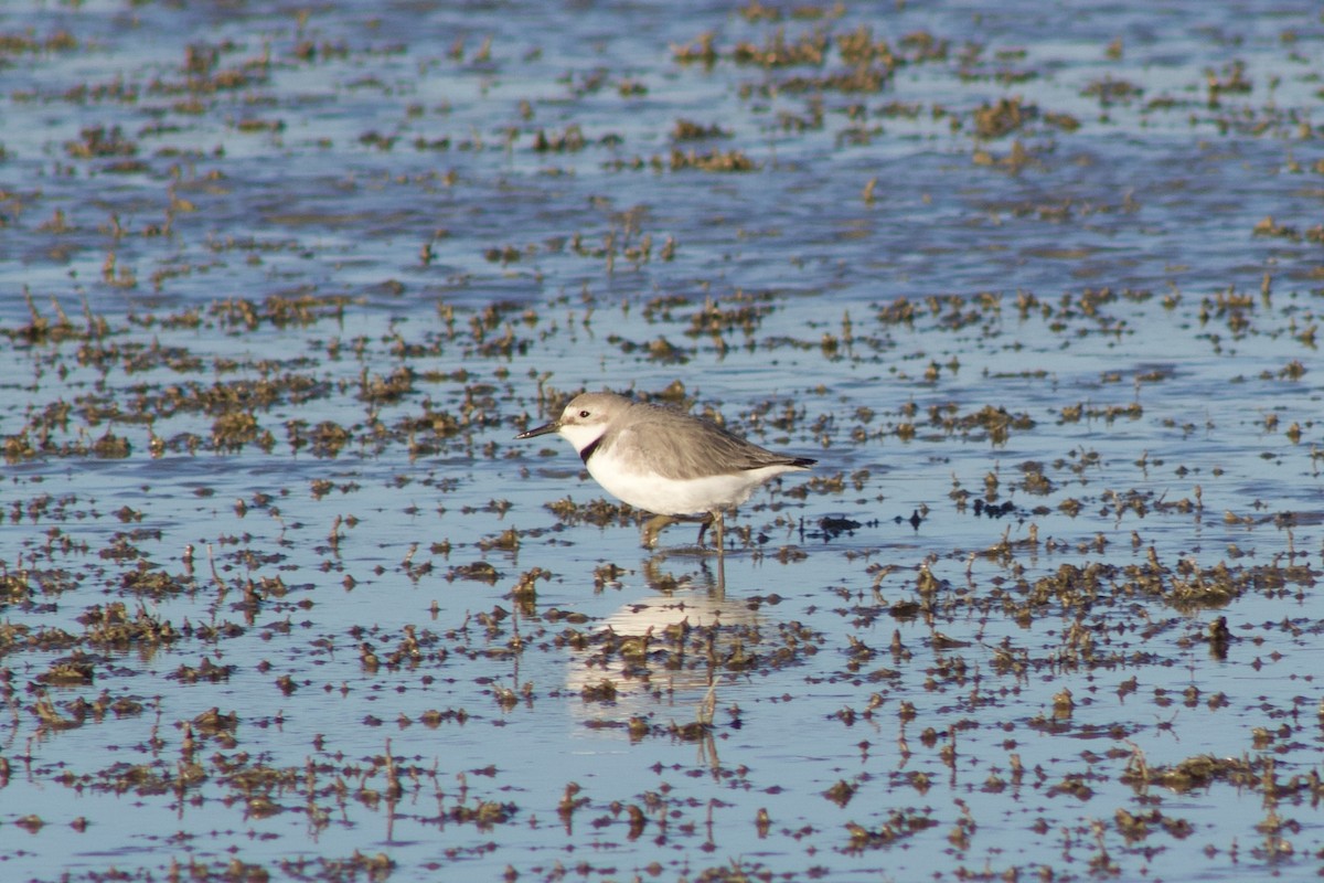 Wrybill - ML642311281