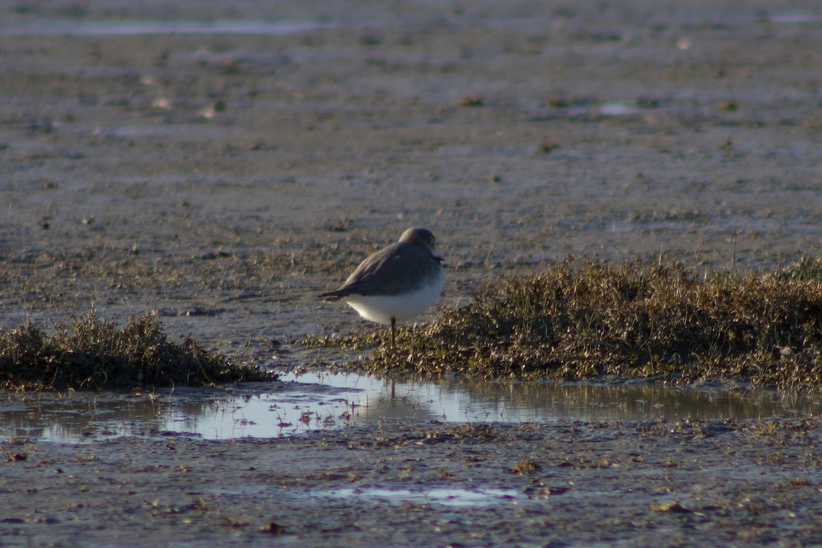 Wrybill - ML642311282