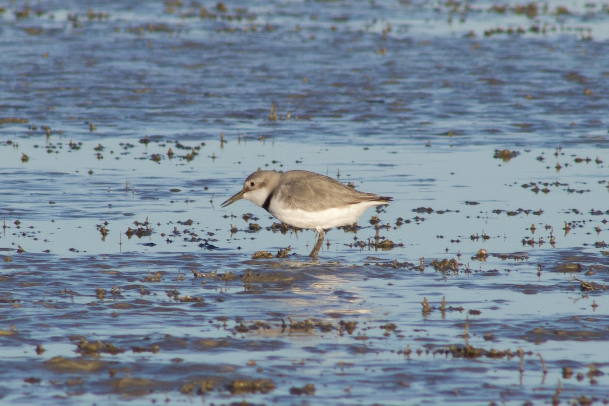 Wrybill - ML642311284