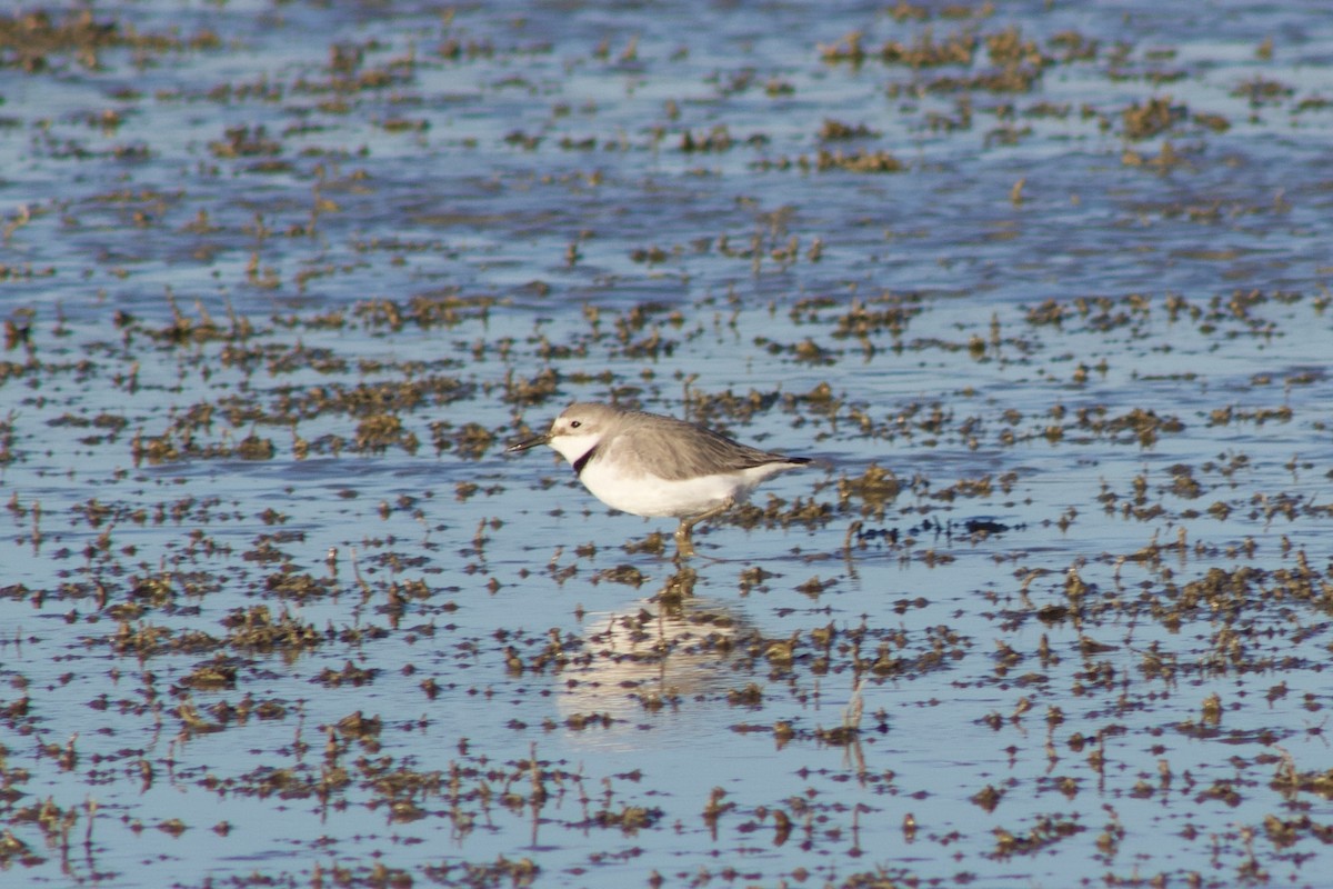 Wrybill - ML642311285