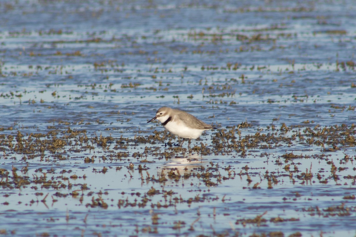 Wrybill - ML642311286