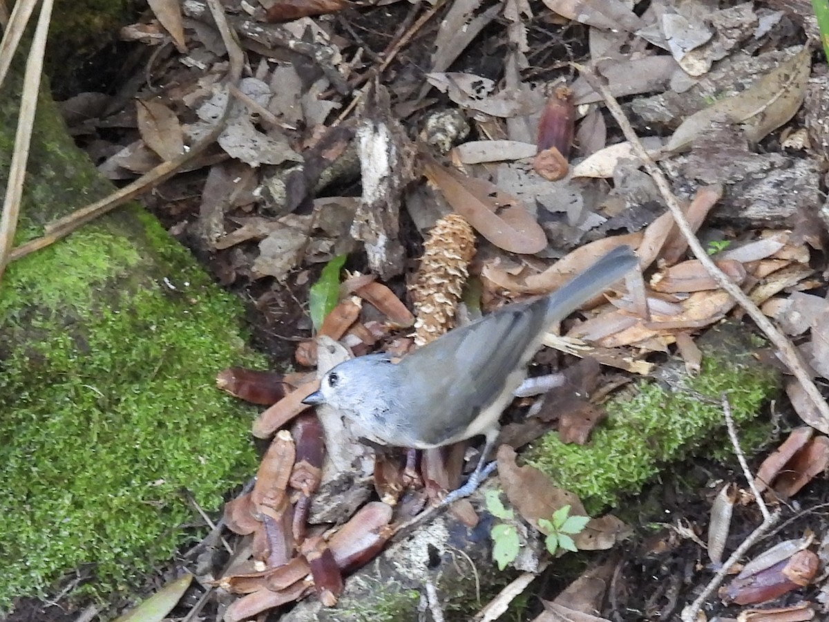 Tufted Titmouse - ML642311287