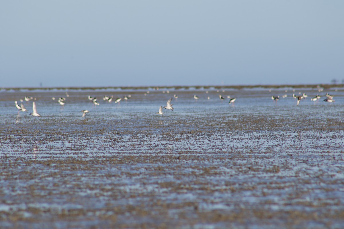 Wrybill - ML642311288