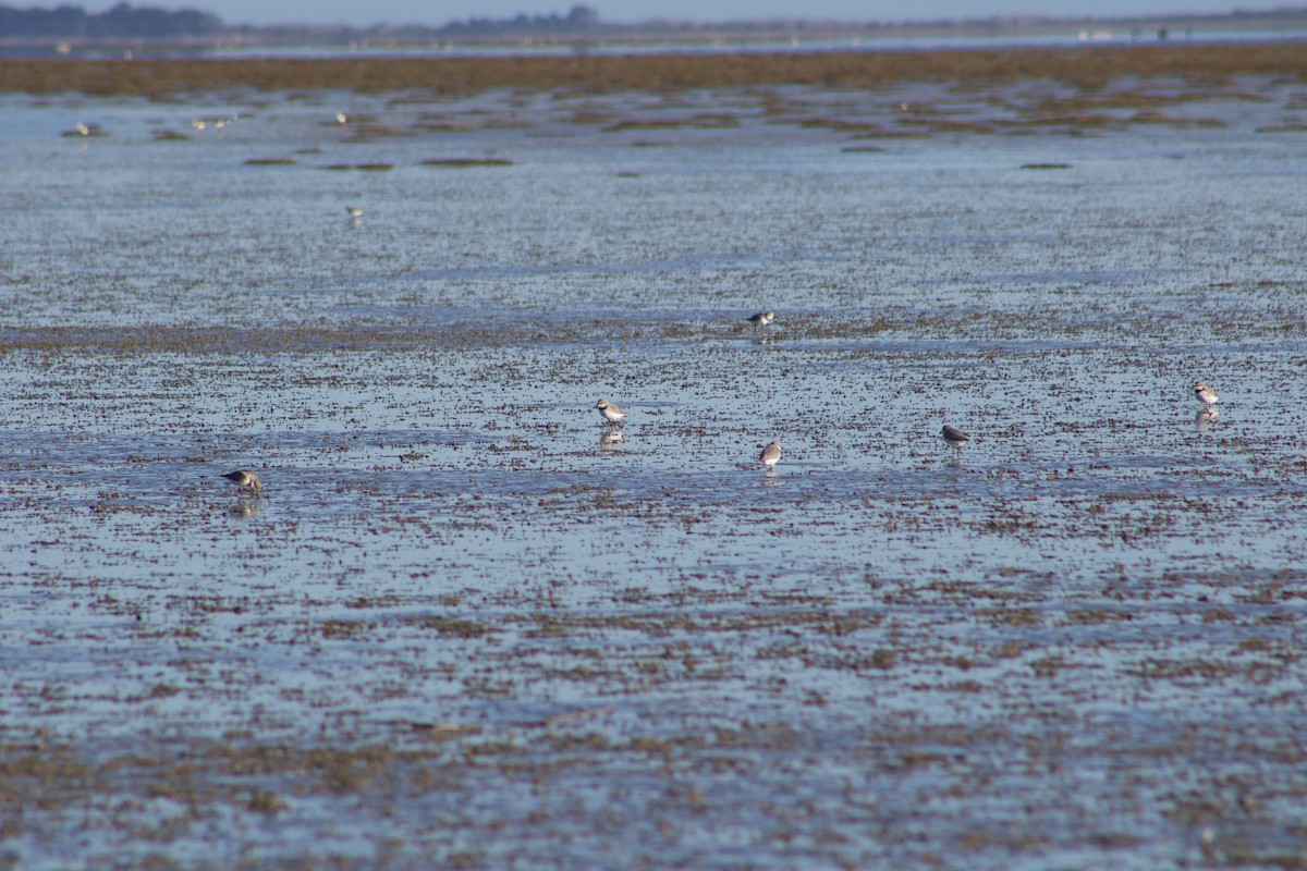 Wrybill - ML642311289