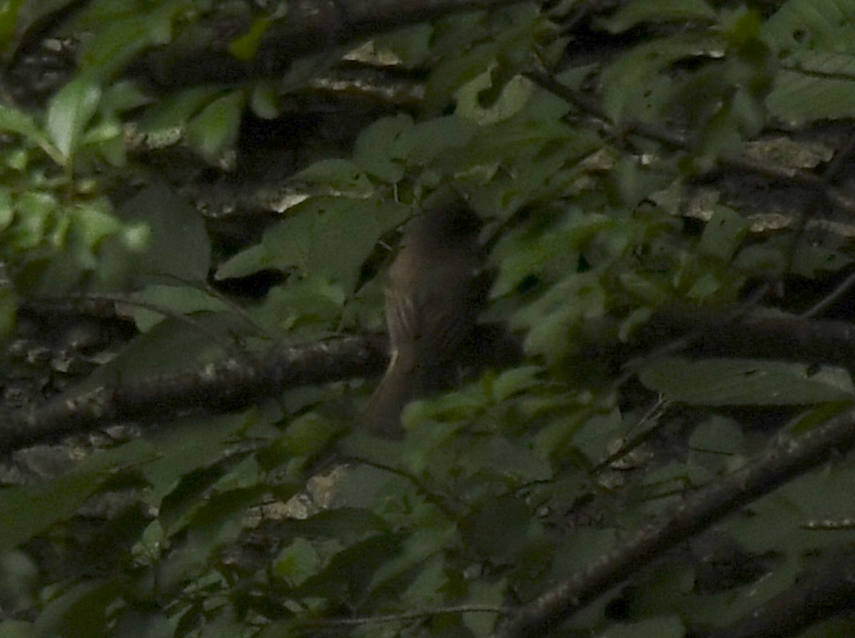 Eastern Phoebe - ML642311293
