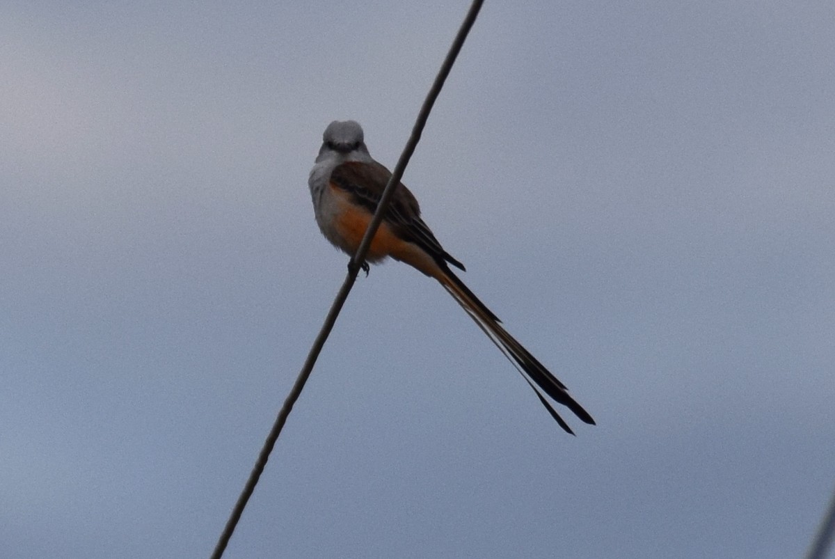Scissor-tailed Flycatcher - ML642311294
